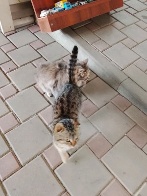 трансляция