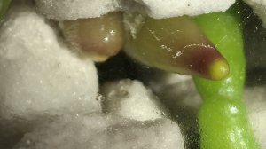 Секреты полива: от открытых корней до закрытой системы