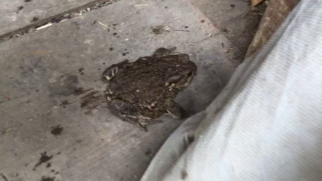 Гость на пороге! Жаба! Принц или принцесса_