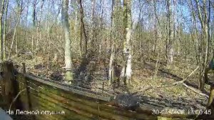 LIVE: На лесной опушке. Природа онлайн