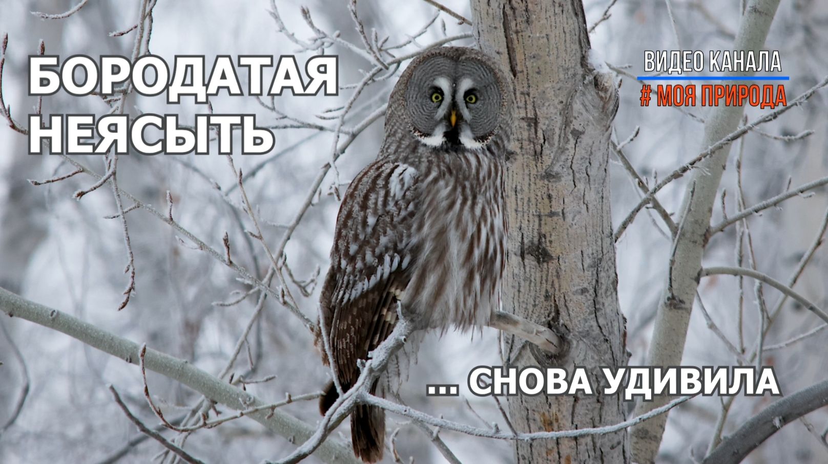 Бородатая неясыть удивила