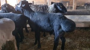 Бараны на продажу в Московском области г. Лобня ул Киовский переулок 5