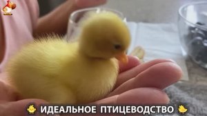 Идеальное птицеводство достойно восхищения 🐓🦆🦢🦚🦃🐔 эпизод (475)