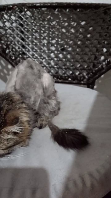 ПОБРИЛИ ДИКОГО КОТА!