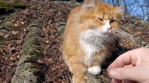 Уличные хлопоты по хозяйству 🤠 Гуси 🪿 куры 🐔🐓 волкодав Ева 🐈 рыжий кот Фокс 🐱