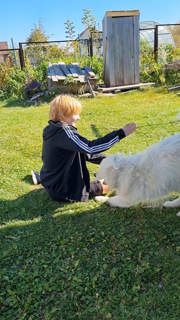 Весело играть с самоедом