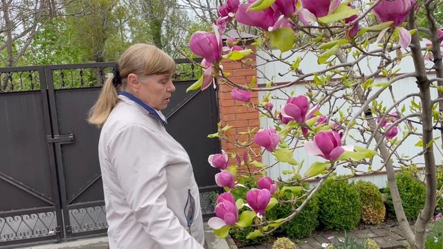 Магнолии цветут не только на Черноморском побережье