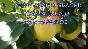 ОБЗОР СОРТОВ ЯБЛОНЬ ПУДОВЩИНА И СОКОЛОВСКОЕ