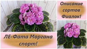 Описание сортов Фиалок! ЛЕ-Фата Моргана спорт!