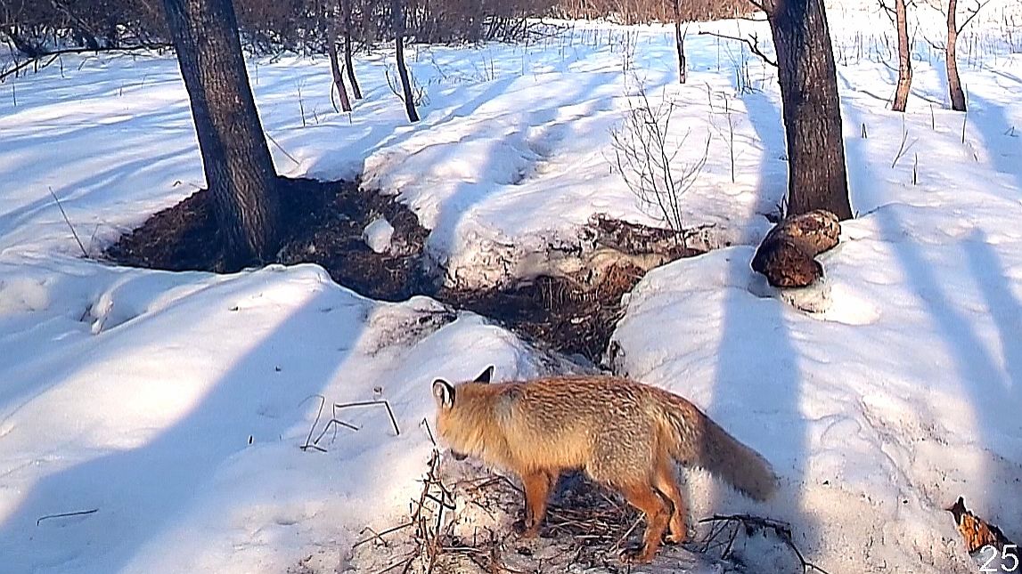 Барсуки проснулись. Весна пришла.