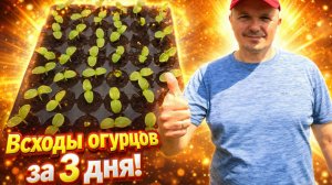 Рассада огурцов будет крепкая- сделайте ТАК сразу после появления всходов!