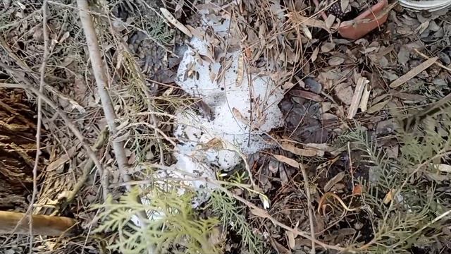 Первые подснежники, спасибо! 30 марта 2026 г