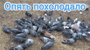30-03-2026. Опять похолодало / Кормим уличных голубей.