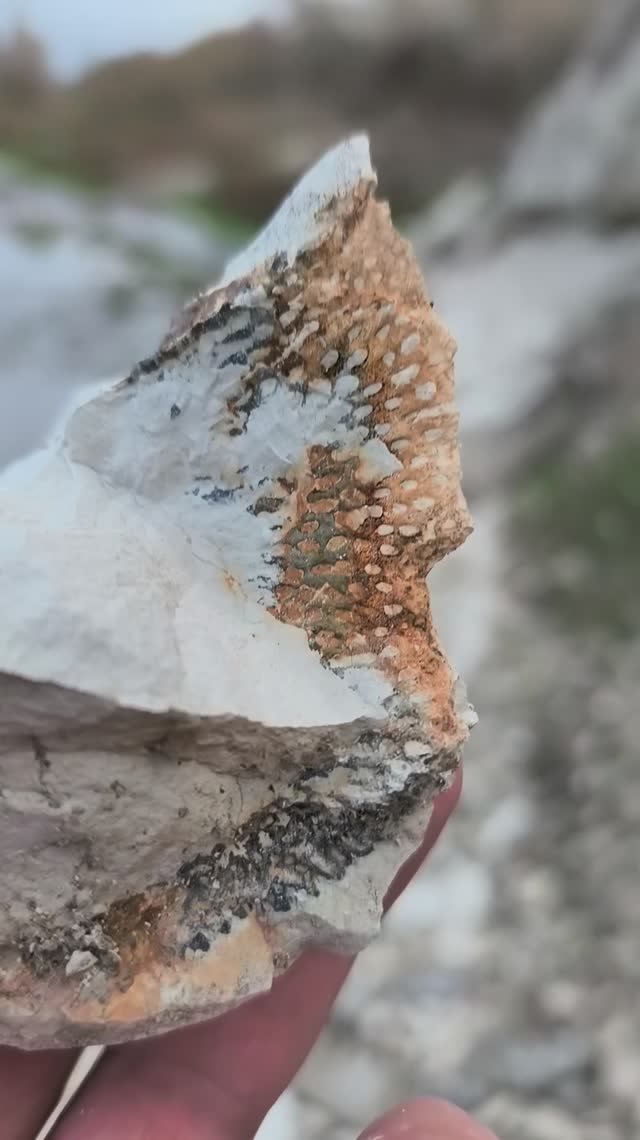 Сетка конкреционная