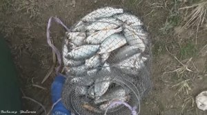 Ловля тарани с лодки