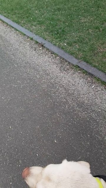 Первый весенний дождь! 🌧️ Симба открывает сезон луж 😂