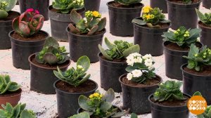 Каждому городу - целое море цветов! Доброе утро. Фрагмент выпуска от 30.03.2026