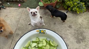 На улице все дружно похрустели.