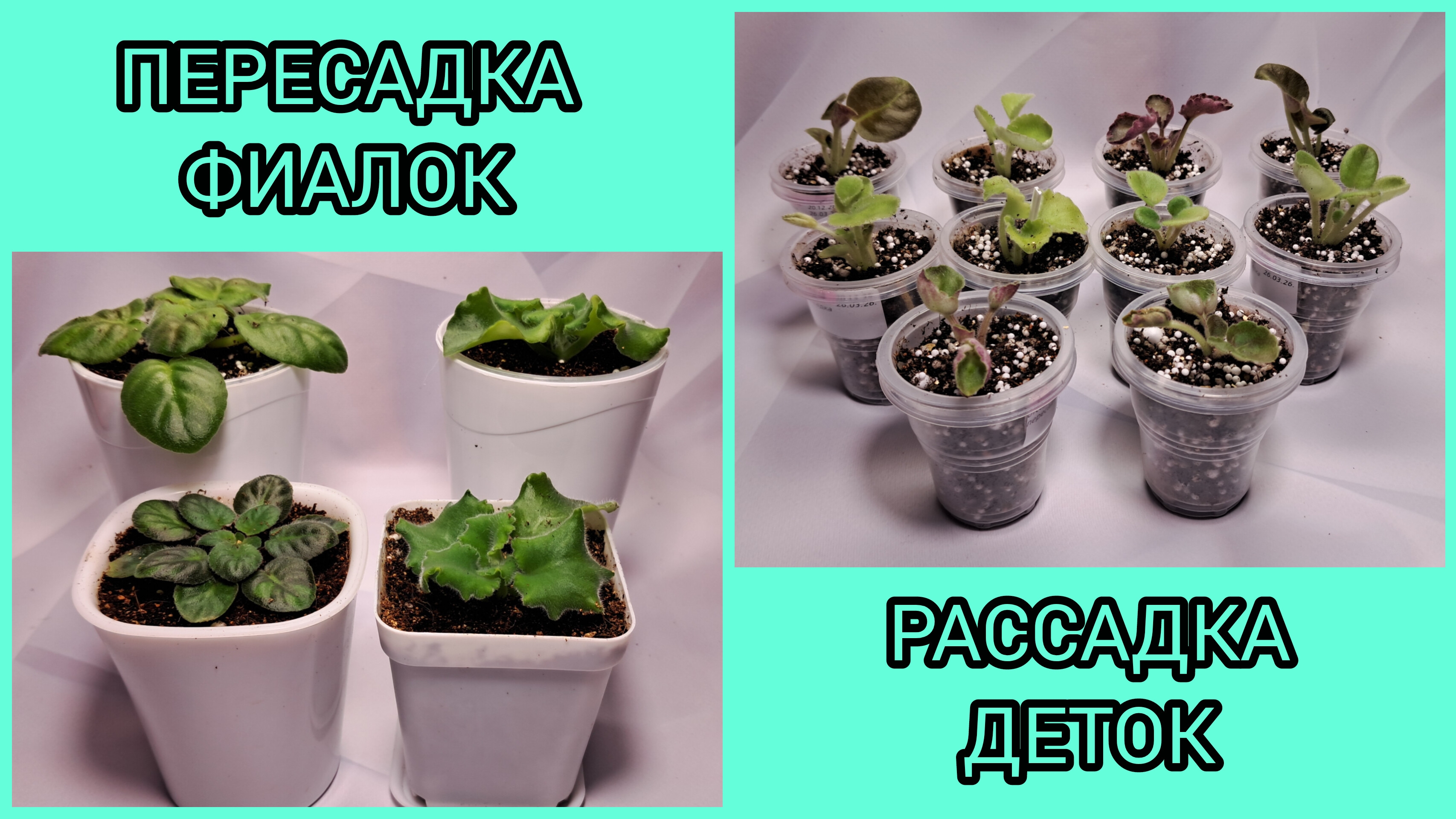 Пересадка фиалок. Отсадка и рассадка деток.