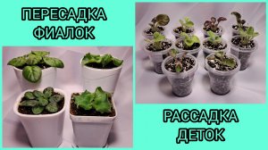 Пересадка фиалок. Отсадка и рассадка деток.