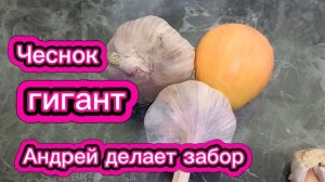 Андрей начал делать забор. Чеснок - гигант.