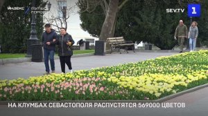 На клумбах Севастополя распустятся 569000 цветов