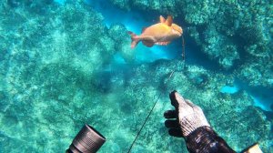 Подводная охота на рыбу / На самом деле вкусная, но опасная рыба