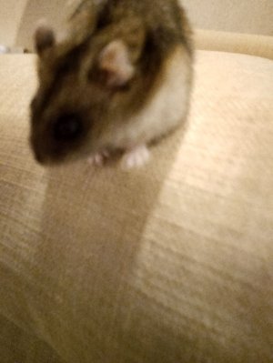 надую ШАРИКИ 🦋🦋🦋🥳