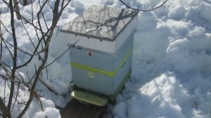 Осмотр пчел весной