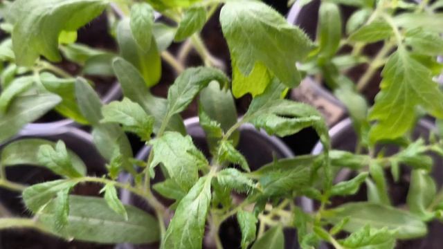 Как Правильно поливать рассаду томатов.