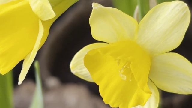 ЖИВЫЕ РИТМЫ. КРАСОТА.