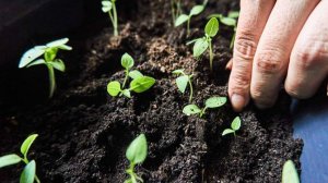 Эксперт рассказал о сроках пересадки рассады в грунт в Подмосковье