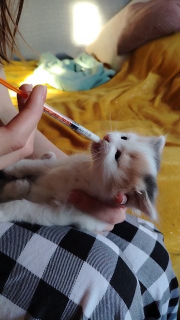 Котёнок и молоко 3.