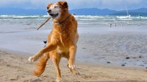 Самые смешные собаки Танцы до упаду