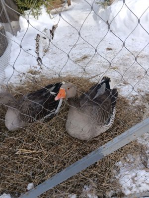 Коро играю в СУПЕР МИШКА БАРЕН  попробою в закулисие попасть...