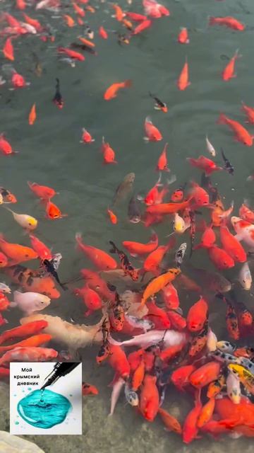 В Бахчисарая встретили золотых рыбок. Вы что попросите у золотой рыбки? #крым #бахчисарай #рыбки