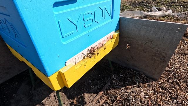 Пчёлы 2026-03-30 - часть 3