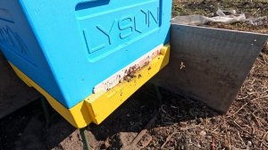 Пчёлы 2026-03-30 - часть 3