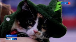 В Воркуте состоялся ежегодный конкурс красоты для представителей кошачьих «Бархатные лапки»