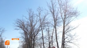 Тополиный вопрос