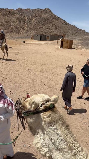 Прогулка на верблюдах в Египте. Хургада 2025.