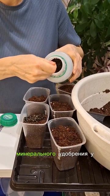 Рассада баклажанов: выращивание без пикировки