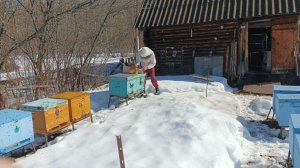 Облёт пчёл 30.03.2026 г.