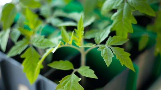 Пикирую… и это только помидоры!