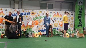 07.03.2026, СПб. Клуб "ПРЕЗИДЕНТ-1" (РКФ,ОАНКОО). Выставка собак всех пород "СМАЙЛ ПАТИ-1" (CAC, ЧФ)