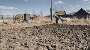 102 910 просмотров на дзене Вся моя рассада замерзла