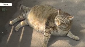 ГРОМАДНЫЙ КОТ КАКОГО ВЫ ЕЩЕ НЕ ВИДЕЛИ