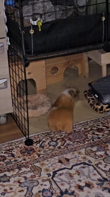 Морская свинка Белка гуляет по ночам