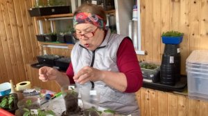 Пикировала перец, разных сортов.