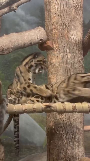 Красивые киски....